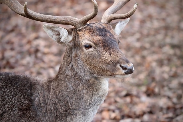 Free download deer deer antler fallow deer antler free picture to be edited with GIMP free online image editor