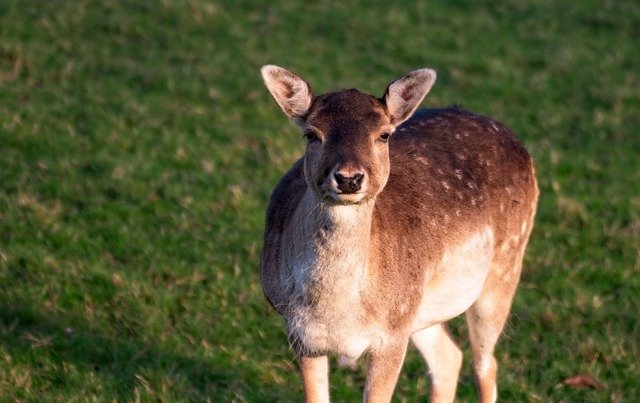 Free download Deer Fallow Animal -  free photo or picture to be edited with GIMP online image editor