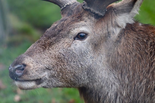 Free download deer fallow deer deer head nostril free picture to be edited with GIMP free online image editor