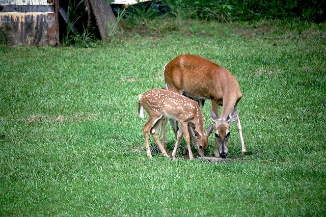 Free download Deer Fawn Doe -  free photo or picture to be edited with GIMP online image editor