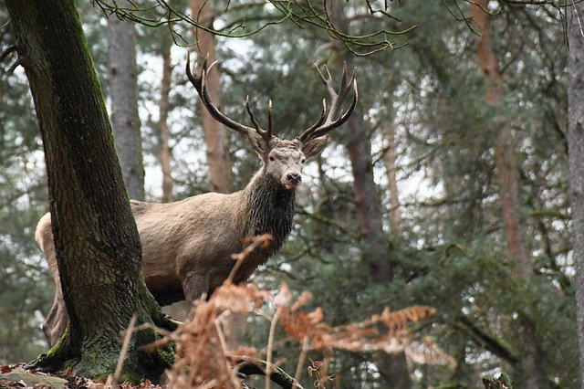 Free download Deer Forest Nature free photo template to be edited with GIMP online image editor