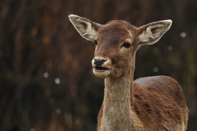 Free download deer forest nature animal free picture to be edited with GIMP free online image editor