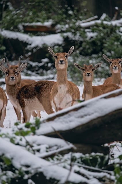 Free download deer forest winter snow nature free picture to be edited with GIMP free online image editor