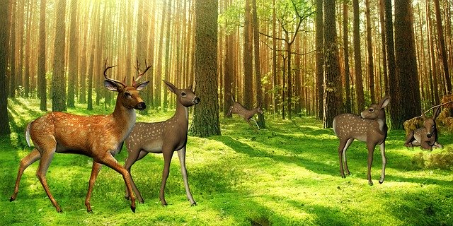 Free download Deer Hirsch Kitz -  free illustration to be edited with GIMP free online image editor