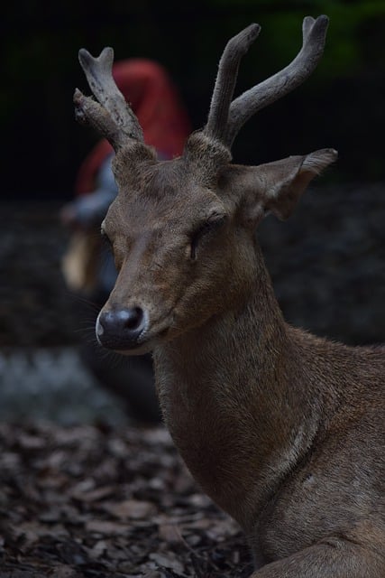 Free download deer horns antlers ruminant animal free picture to be edited with GIMP free online image editor