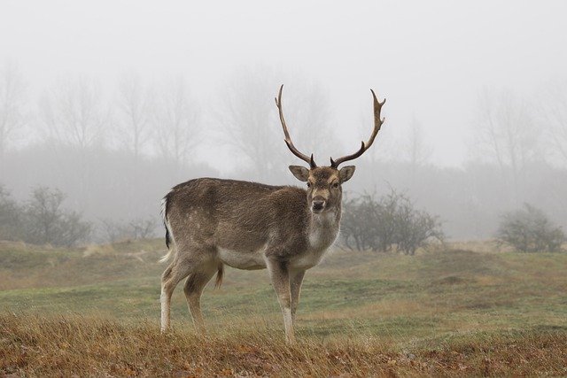 Free download deer meadow fog nature animal free picture to be edited with GIMP free online image editor