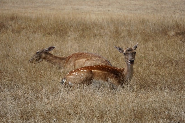 Free download deer meadow grass wildlife forest free picture to be edited with GIMP free online image editor