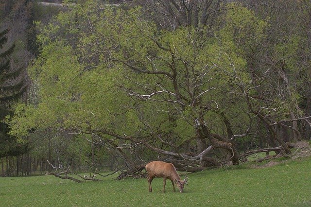 Free download Deer Nature Mammal Wild -  free photo or picture to be edited with GIMP online image editor