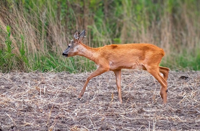 Free download deer nature wild animal wildlife free picture to be edited with GIMP free online image editor