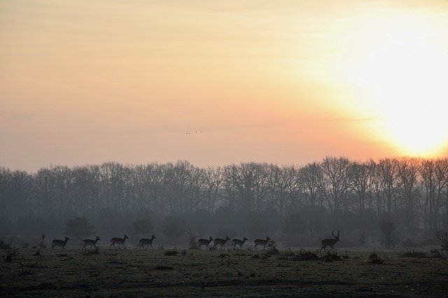 Free download Deer Netherlands Nature -  free photo or picture to be edited with GIMP online image editor