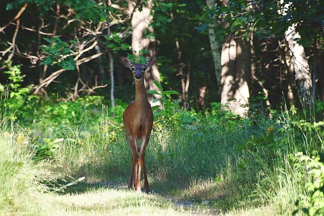 Free download Deer Outdoors Nature -  free free photo or picture to be edited with GIMP online image editor