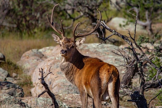 Free download deer red deer rocks fall autumn free picture to be edited with GIMP free online image editor