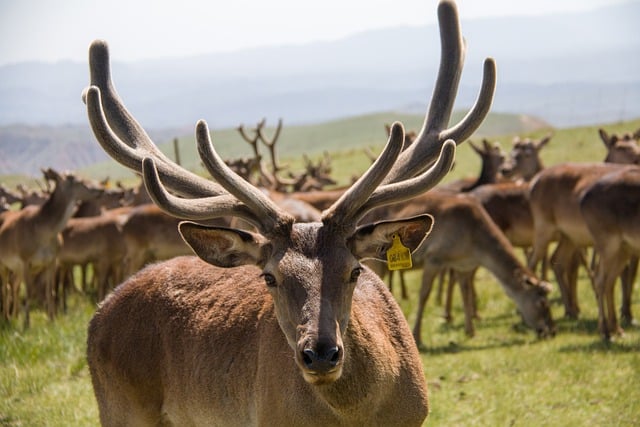 Free download deers animals herd antlers free picture to be edited with GIMP free online image editor