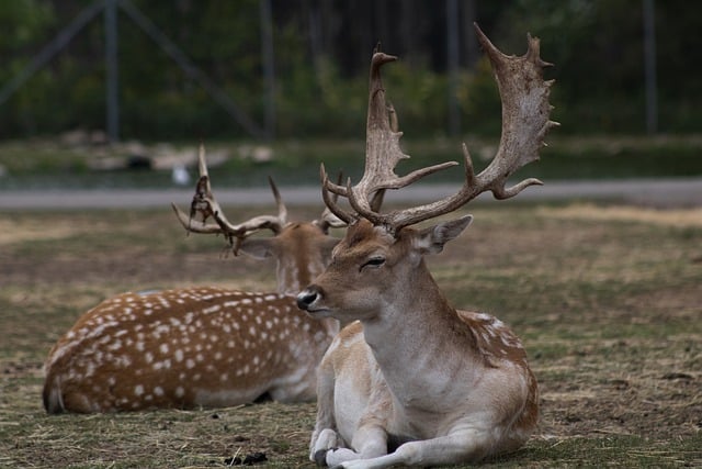 Free download deers animals hrons mammals wild free picture to be edited with GIMP free online image editor