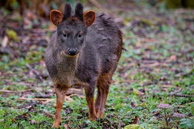 Free download deer southern pudu pudu free picture to be edited with GIMP free online image editor