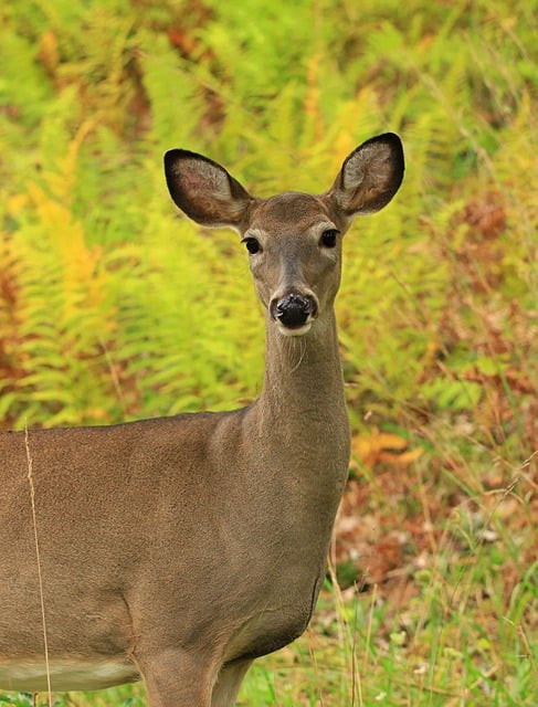 Free download deer whitetail deer doe animal free picture to be edited with GIMP free online image editor