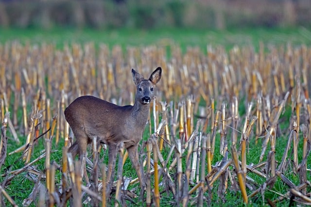 Free download deer wildlife animal mammal nature free picture to be edited with GIMP free online image editor