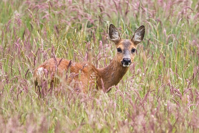 Free download deer wildlife animal meadow summer free picture to be edited with GIMP free online image editor