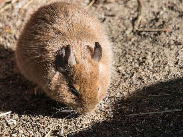 Free download Degus Rodent Mammal -  free photo or picture to be edited with GIMP online image editor