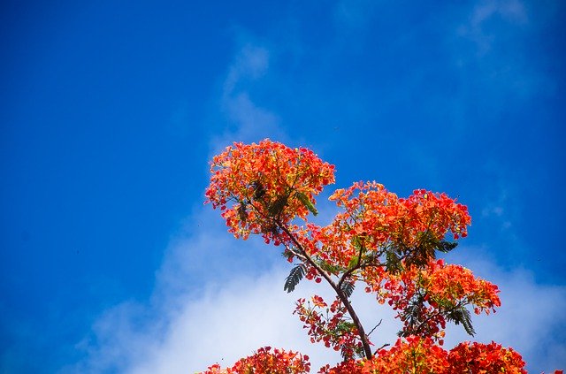 Free download Delonix Regia Flower Sky -  free photo or picture to be edited with GIMP online image editor