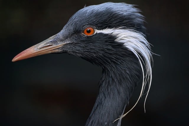 Free download demoiselle crane crane avian bird free picture to be edited with GIMP free online image editor