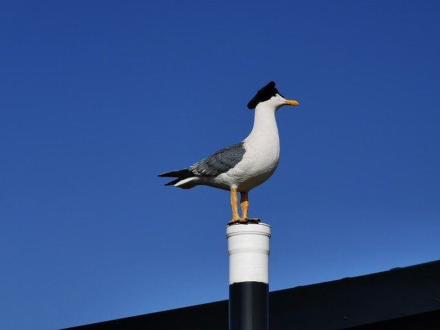 Free download Denmark Gull Port Motifs -  free photo or picture to be edited with GIMP online image editor