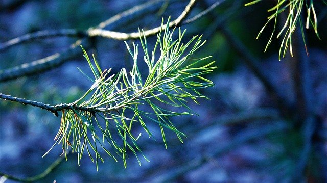 বিনামূল্যে ডাউনলোড করুন Den Tree Green - বিনামূল্যে ছবি বা ছবি GIMP অনলাইন ইমেজ এডিটর দিয়ে সম্পাদনা করতে হবে