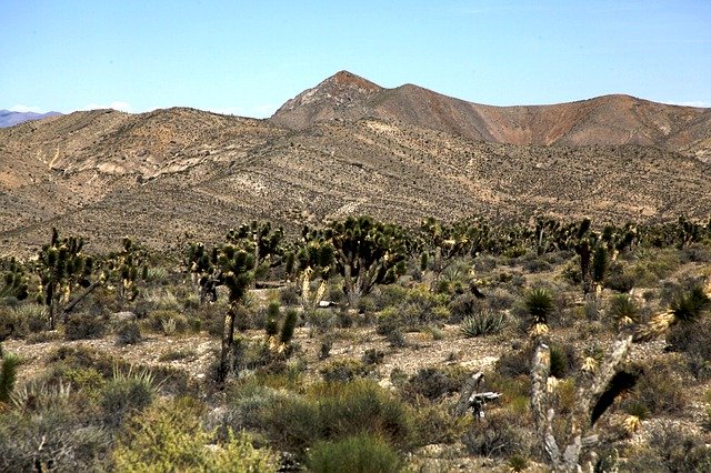 Free download Desert Arid Cactus -  free photo or picture to be edited with GIMP online image editor