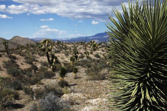 Free download Desert Arid Cactus Dry -  free photo or picture to be edited with GIMP online image editor