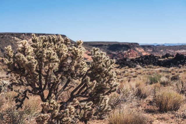 Free download desert cactus mesa utah red rock free picture to be edited with GIMP free online image editor