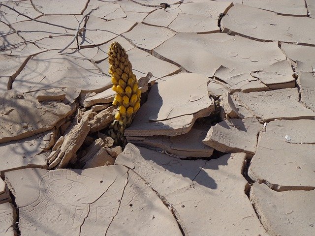 Free download Desert Flower Egypt -  free photo or picture to be edited with GIMP online image editor