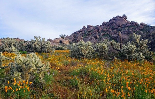 Free download Desert Flowers Mountains -  free photo or picture to be edited with GIMP online image editor