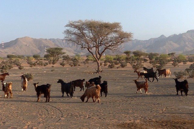 Free download Desert Goat Oman -  free photo or picture to be edited with GIMP online image editor