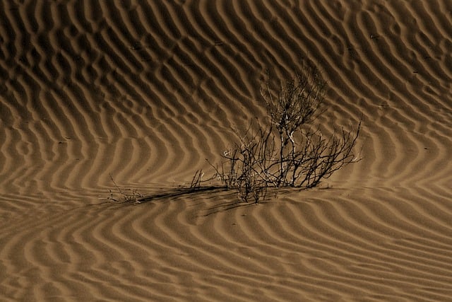 Free download desert sand grass tree iran free picture to be edited with GIMP free online image editor