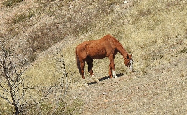 Free download Desert Tucson Arizona -  free photo or picture to be edited with GIMP online image editor