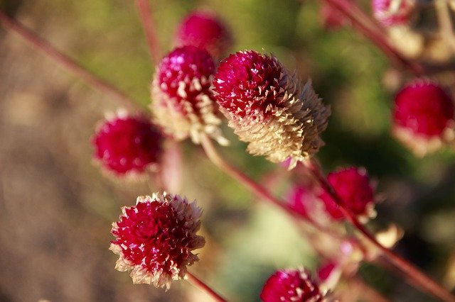 Free download Desktop Field Flowers -  free photo or picture to be edited with GIMP online image editor