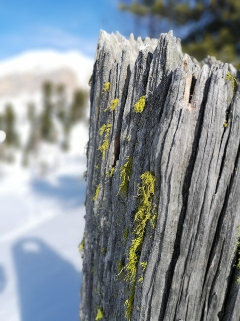 Free download Detail Lichen Mountain -  free photo or picture to be edited with GIMP online image editor