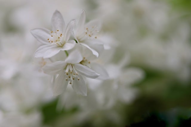 Free download deutzia gracilis japanese snow flower free picture to be edited with GIMP free online image editor