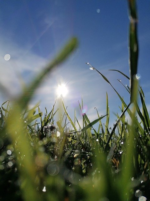 Free download Dewdrop Morning On The Meadow Lie -  free photo or picture to be edited with GIMP online image editor