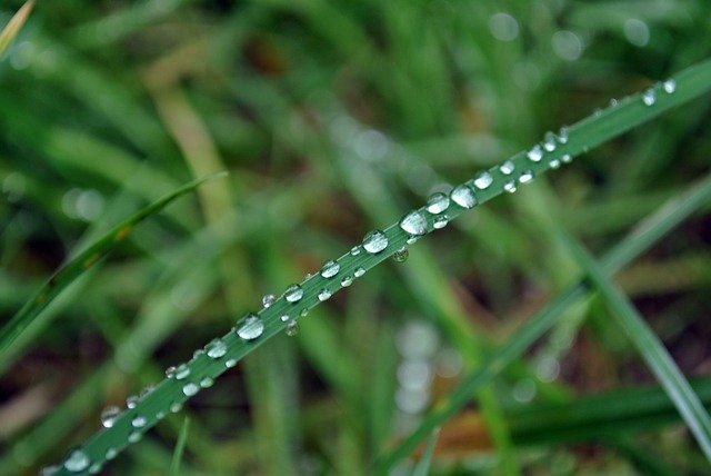 Free download Dew Drop Of Water Dewdrop Close -  free photo or picture to be edited with GIMP online image editor