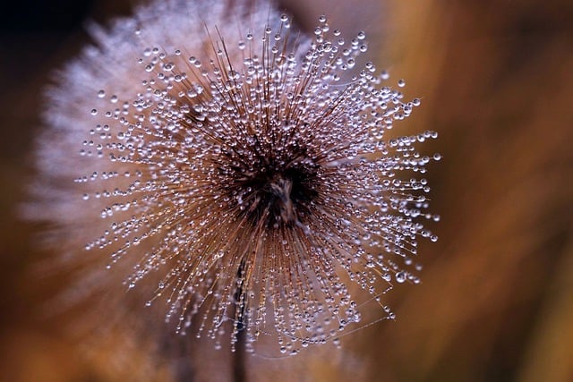 Free download dewdrops morning dew dandelion free picture to be edited with GIMP free online image editor