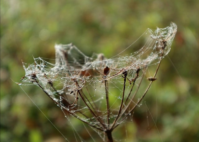 Free download dewdrops spiderweb dry plant free picture to be edited with GIMP free online image editor