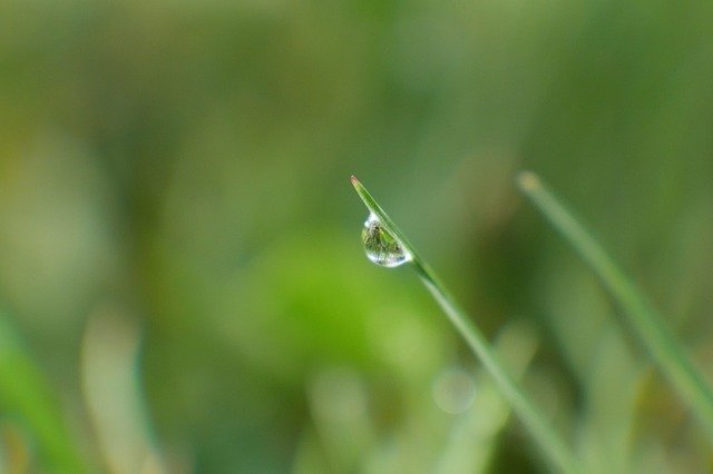 Free download Dew Grass Meadow -  free photo or picture to be edited with GIMP online image editor