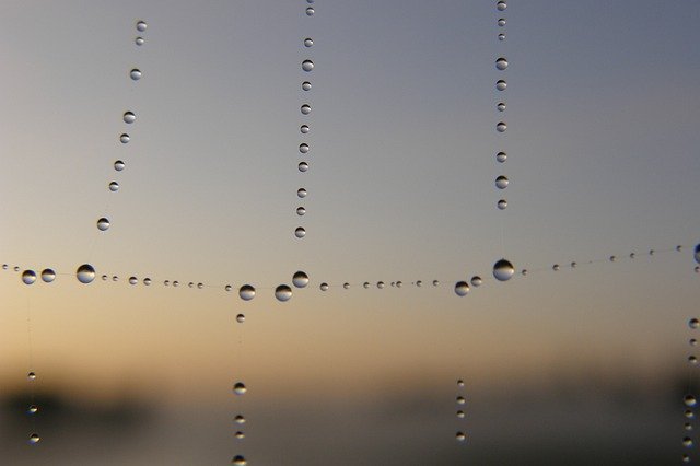 Free download Dew Morning Raindrops -  free photo or picture to be edited with GIMP online image editor