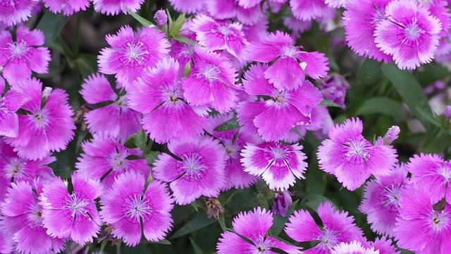 Free download Dianthus Flowers Pink -  free photo or picture to be edited with GIMP online image editor