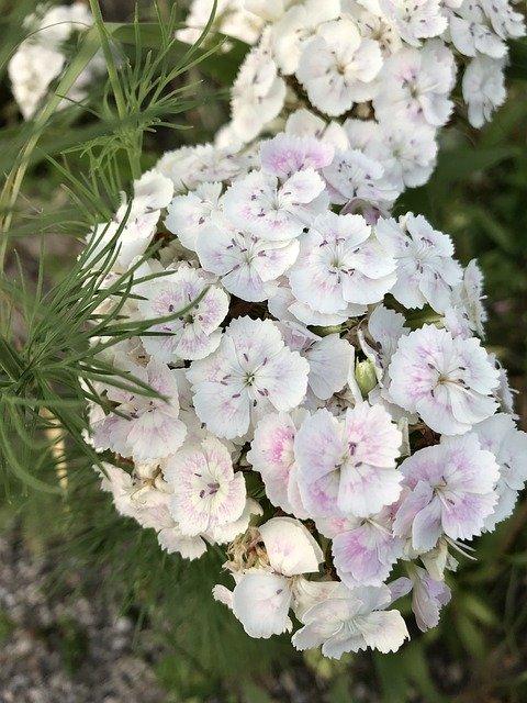 Free download Dianthus White Flower -  free photo or picture to be edited with GIMP online image editor