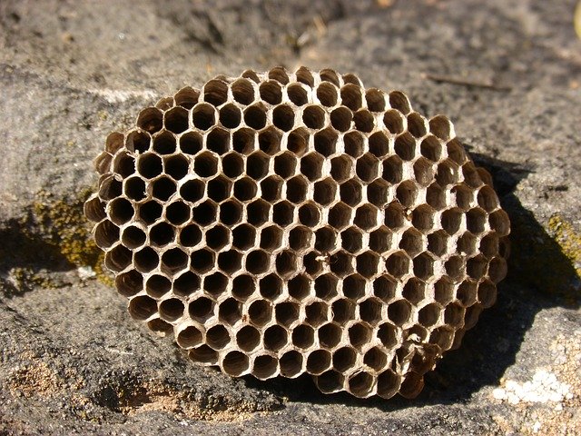 Free download Diaper Wasps Nest Exag -  free photo or picture to be edited with GIMP online image editor