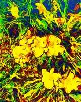 Free download Digital Impasto Painting of Yellow Flowers at the San Antonio Botanical Garden free photo or picture to be edited with GIMP online image editor