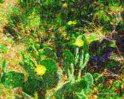 Free download Digital Pointillism Painting of Cactus Flowers at Enchanted Rock, Texas free photo or picture to be edited with GIMP online image editor