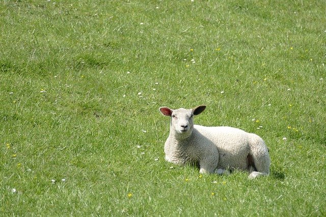 Free download Dike Sheep Lamb -  free photo or picture to be edited with GIMP online image editor